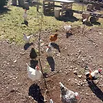 Berg & Gabelbach 4* Ilmenau