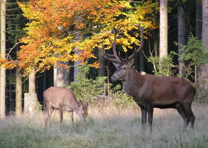 Hotel Berg & Gabelbach